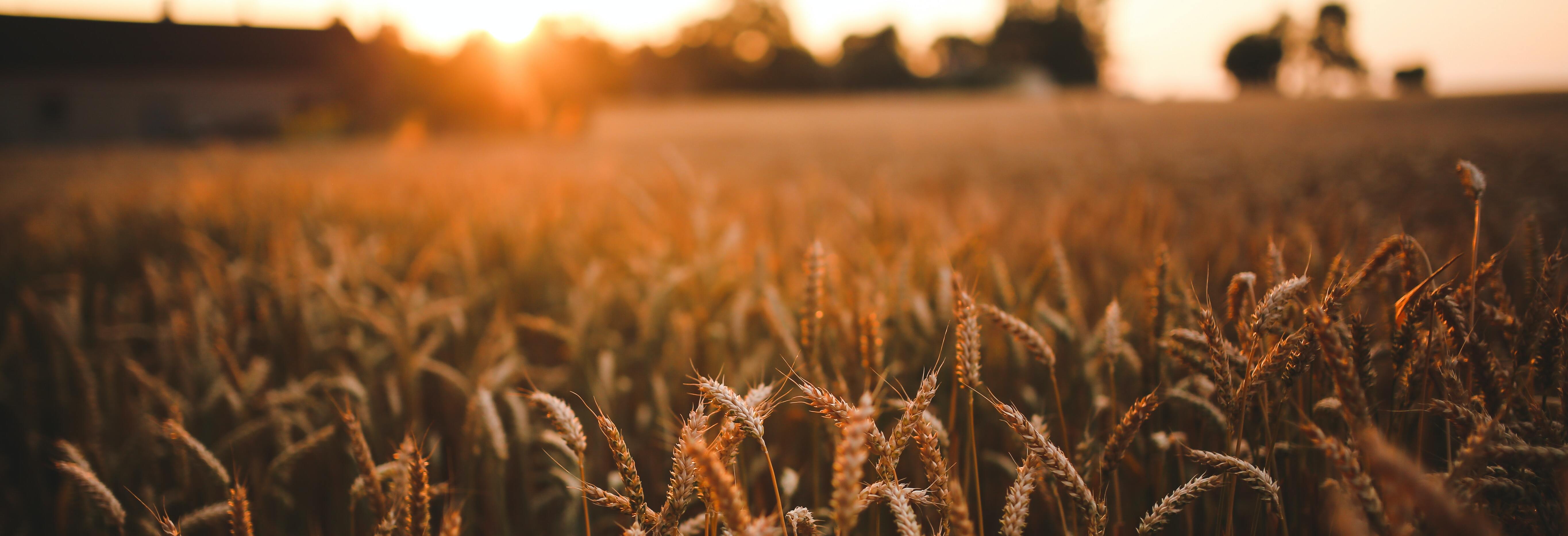 Хозяйки села