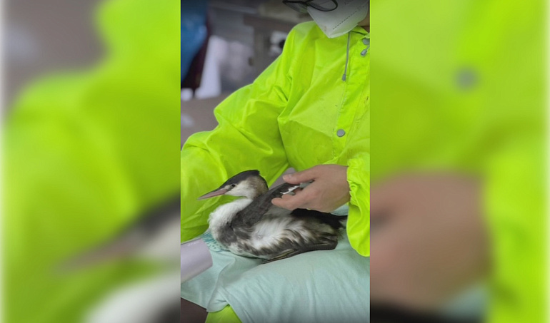 Везде нужны заботливые руки…